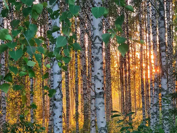 Koivut